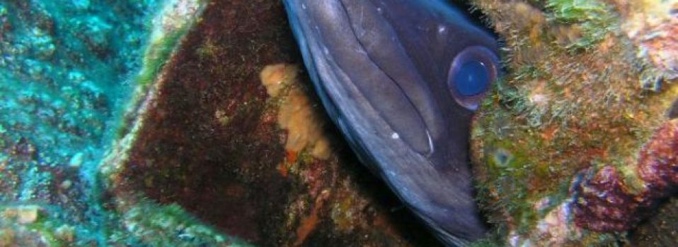 Avec quoi pêcher l'anguille 2