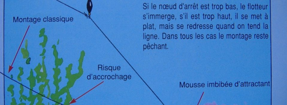 Quand pêcher l'anguille 2