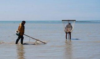 Quand pêcher la crevette 2