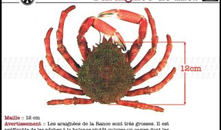 Quand pêcher les araignées de mer 2